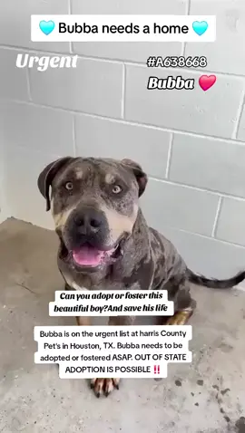 Please apply @savinghoustonspets   Bubba is on the urgent list for euthanasia ☠️ at any time ⏰️ at harris County Pet's in Houston TX. Bubba needs to be adopted or fostered to save his precious life ‼️🆘️‼️🆘️‼️🆘️‼️ Name . Bubba  ID #A638668  Male  OUT OF STATE ADOPTION IS POSSIBLE.  please DM me if you have any questions.  📍Address  Harris County Pet's shelter.  612 Canino Rd in Houston TX  #adopt #foster #rescue #fosteringsaveslives #houston #dogsoftiktok #fyp #adoptdontshop #shareifyoucare 