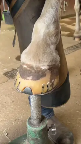 Nice hoof for you to enjoy! #onthisday #fyp #farrier #hoofcare #satisfyingvideos #oddlysatisfying 