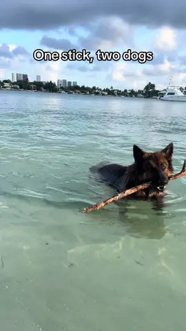 #fyp #dog #dogsoftiktok #puppy #gsd #germanshepherd #goldenretriever 