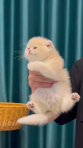 My Kitty is So Cute #kitten #foryou #cute #videoviral 