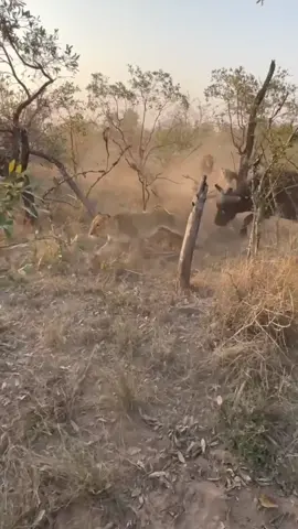 2 lion attack buffalo mother and baby #animalsvideos #wildlife #foryoupage #foryoupage #foryoupage 