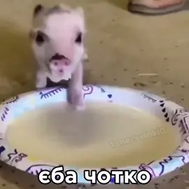 більше поросят в тгк 🐖 #потужно #живчик #хрю #нахрюк #рек #чиназес  #recommendations #fyp #жиза 