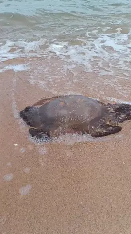 คลื่นซัดแมงกระพรุนเกยตื้น#แมงกระพรุน  #หาดบางเสร่ #ทะเล 