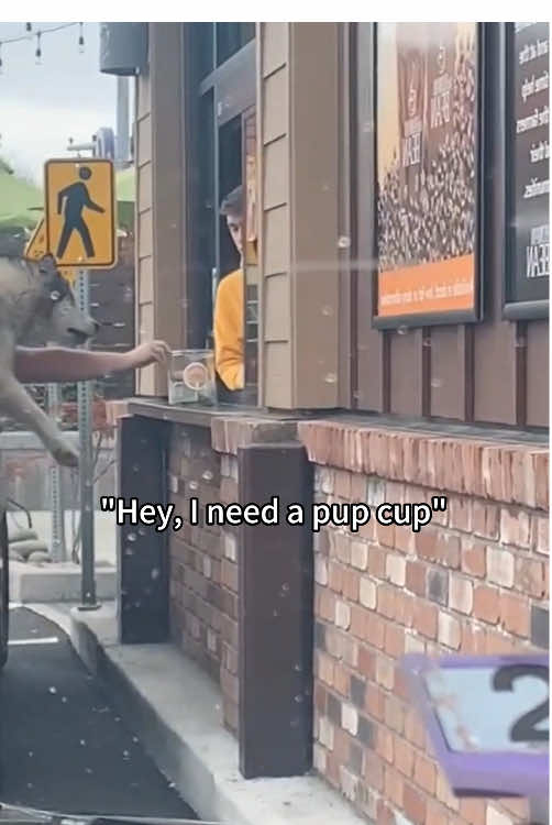🐶: Hi, I need a pup cup!!#fyp #dog #dogsoftiktok #foryou #usa🇺🇸 #funnydog 