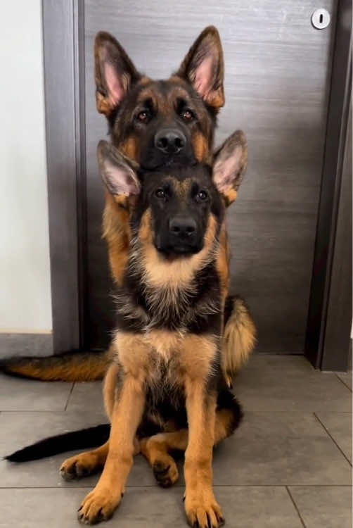 Happy dogs 🐶 #🥰🥰🥰 #animals #dog #happydog #cutedogs #dogsoftiktok #funnyvideos #