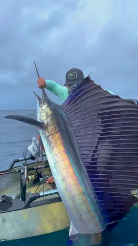 @kayakfishingcr with a perfect catch-and-release Costa Rican sailfish! @stickfiguremusic . . . #PELAGICWORLDWIDE #BuiltForFishing #Pelagic #sailfish #CostaRica