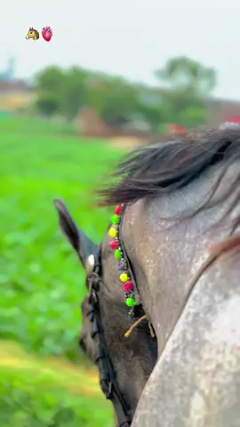 کمی کوئی وی ذات دا نئی ہوندا۔بس کُچھ خون کمینے ہوندے🐴🫀🙂#گھوڑے_شوق_نواباں_دا🐴 #foryou #foryoupage #گھوڑا_ہمیشہ_طاقت_کی_علامت_رہا_ہے #pinda_wale #پنڈاں_آلے #poetry🥀 #❤️ #100k #fyp #status #horselovers #👌👌 #trending #lines #🐴 