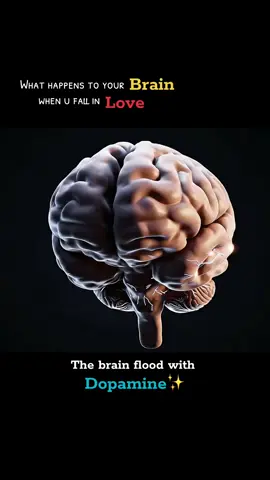 Dopamine is a neurotransmitter (brain chemical) that plays a central role in: Pleasure Motivation When you're in love, your brain releases a lot of dopamine — especially when you're around the person you love or even just thinking about them. #CapCut #medico #doctor #neurosurgeon 