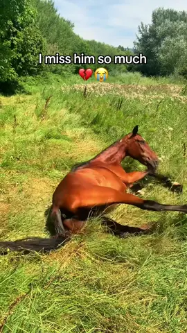 We had so many memories 🥺 #horse #equestrian #horsegirl #horseriding #horsejumping #camera #pov