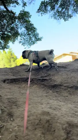 #pug#pugs#dogsoftiktok#gymmotivation 
