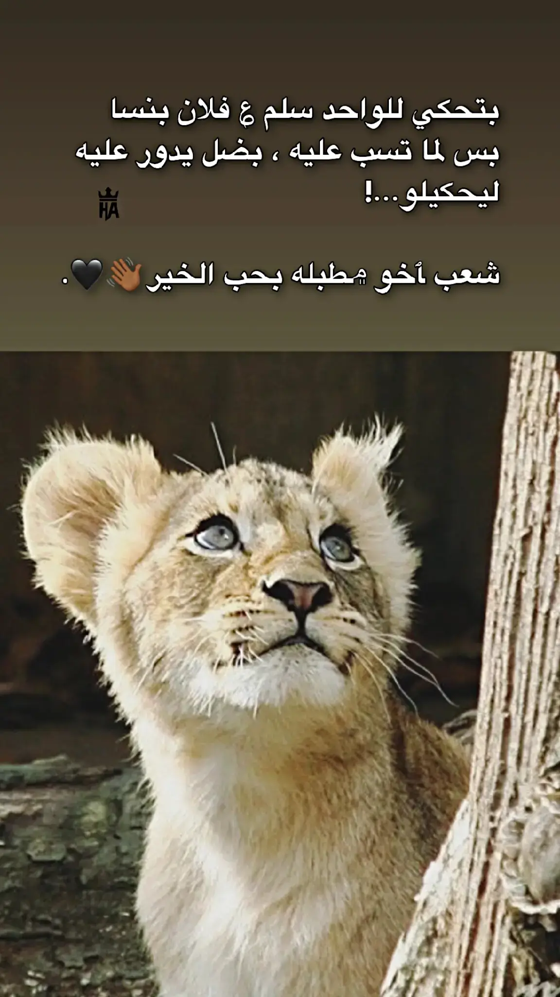﮼بحب،الخير🖤👋🏽. #vairal #fyp #foryou #foryoupage 