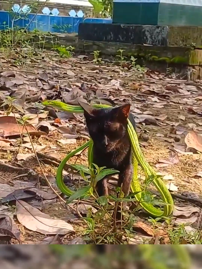 Poor cat 😱 #cat #snake #cattiktok #snakesoftiktok #poorcat #animals #animalsoftiktok #tiktokanimals #animalworld #animalplanet #animal #animallife 