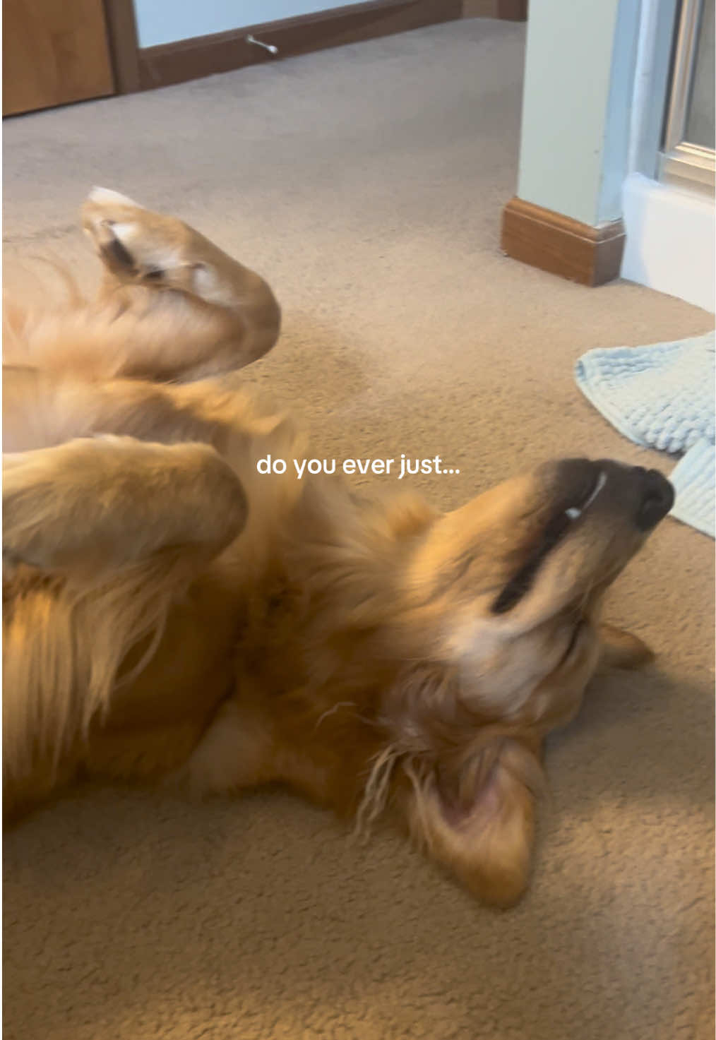 Pretty little golden #goldenretriever #goldenretrieverpuppy #goldenretrieverlife #puppiesoftiktok #dogsofttiktok #dogmom #cutepuppy #goldenretrieversoftiktok #funnydog #puppytiktok #dogparent #puppyvideos #petappreciationpost #adorabledogs 