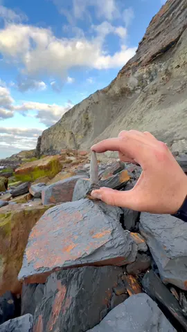 Exposing a perfect Jurassic Belemnite (Squid-like creature) which was in a large loose shale slab hidden within lots of beach pebbles 🦑🦑 This is the ‘Belemnite Guard’, which was the tough inner part of the belemnite 🏝 The soft tissue rarely preserved properly, however many great examples have been found in other parts of the world 🌎 Thank you in advance for supporting our page! 🐊 #natural #nature #fossil #fossils #ancient #animals #art #ammonite #ammonites #dinosaur #scientist  #minerals #paleontology #whitby #geologist #dorset #geology #charmouth #jurassic #yorkshire #fyp 