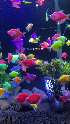 good night everyone 🙌🏻 #fyppppppppppppppppppppppp #fypp #aquatic #aquarium #glofish 