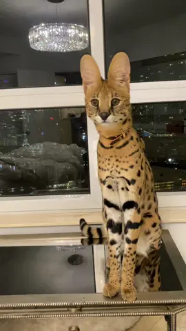 pretty baby 🩵 #fijithekat #baby #savannahcatsoftiktok #meow 