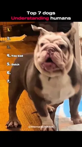 Ranking 7 dogs understanding Humans🐕 #usa_tiktok #funnyanimals  #dogs #funnymoments