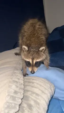 Little rascal #raccoon #raccoons #PetsOfTikTok 