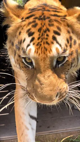 ty the sweetest boy🧡 ty is about one of ten in the world. he is a liger and tiger hybrid called a tiliger! he has the coolest features from both tigers and lions including a quarter mane, spots of a lion cub, and the stripes of a tiger:)  #tiger #tigers #cat #catsoftiktok #bigcat #animals 