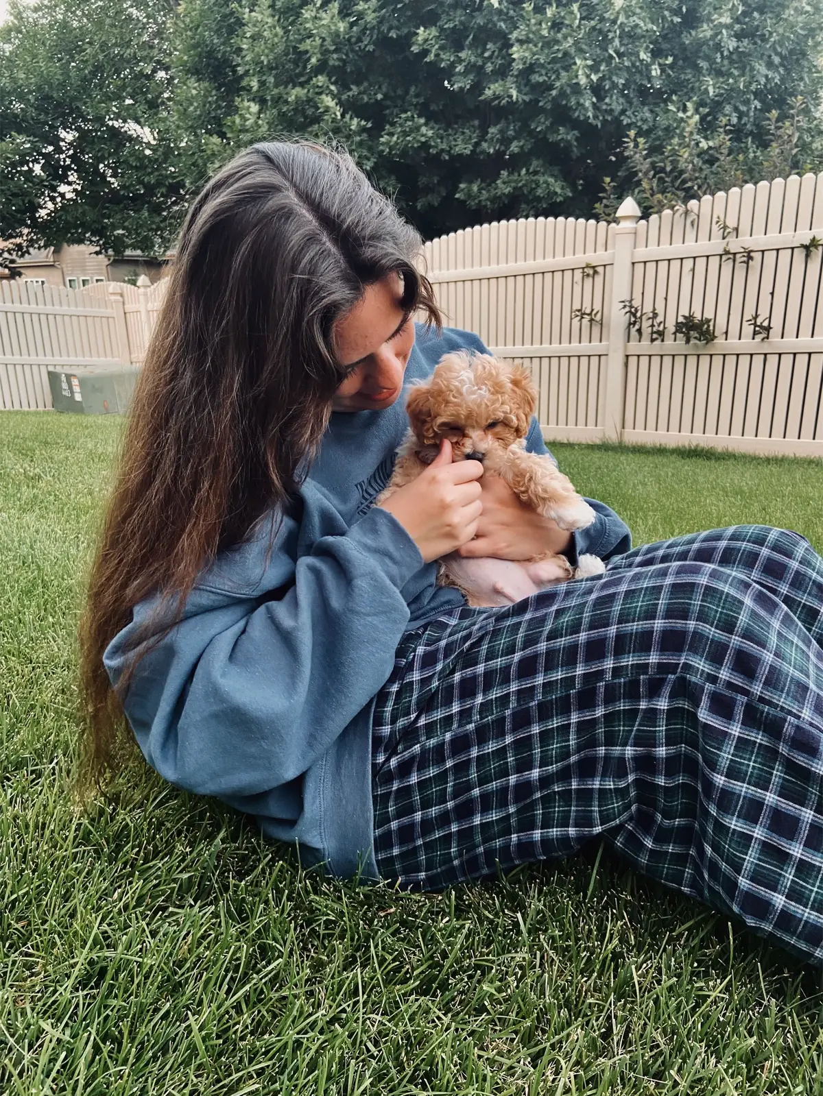 Bear Blue 💙 #fyp #puppy #puppytiktok #maltipoo #toymaltipoo 