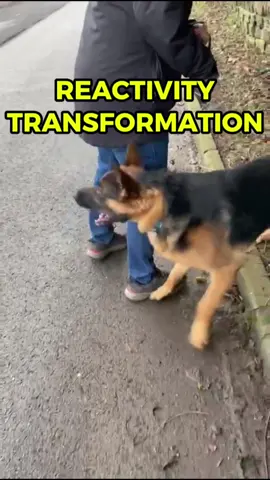 REACTIVITY TRANSFORMATION 😯 Watch the video to see how we transformed Bear, the 3 year old GSD.  Ill let you in on a secret....it was pretty simple. Bear was starting to react on the lead that much that he was never allowed off it. Understandable.  However all this did was make Bear a big ball of frustration as he couldn't fulfil his needs and the reactivty got worse.  How did we fix this. We got him off the lead, created fulfilment, taught a communication system and used time and exposure starting with controlled environments 🫡 We still have some work to do with Bear and we look forward to getting him into our neutrality classes! Hope you enjoy the video!  #dog #k9 #DogTraining #puppy #pets #pet #k9training #puppytraining #dogreactivity #reactivitytraining #reactivity #canine #canineenrichement #puppylove #dogsoftiktok #doggo 