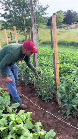 #tomatoes #viral 