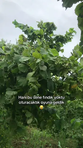 Yaz arama beni kardeşim fındıktayım bu senede 😅 planlar iptal😂 #ünye #köy 