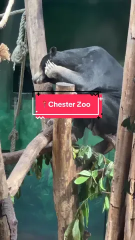 📍 Chester Zoo  CH2 1EU @Chester Zoo  Now I am a bit biased as I won’t have a bad word said about Chester Zoo, but it’s honestly fantastic and every-time we visit there is something new to see The new ‘Heart of Africa’ area is a nice addition and has some great interactive areas and photo opportunities  Is it on the pricier side for a day out ? Yes but you can spend all day there and they do an awful lot of conservation work for species in the wild  Have you been to Chester zoo and if so what is your favourite animal there ?  #zoo #chesterzoo #chester #conservation #animals #wildlife #ukzoo 