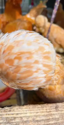 #animals #hensoftiktok #foryoupage #hen #eating 