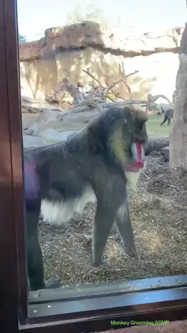 #funny #baboon #monkey #asmr  😁