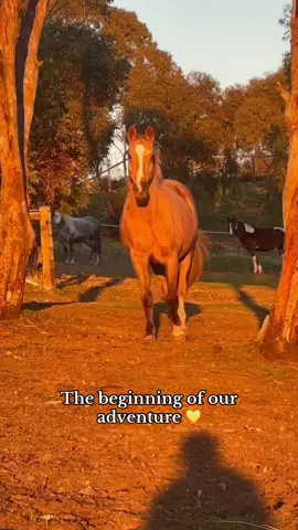 This is just the beginning of our adventure Barbie 💛 #HorseGirl #NewHorse #Horse #Mare 