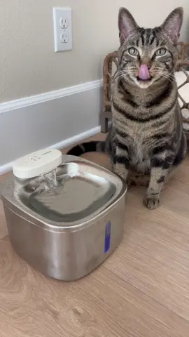 This little water fountain by @oneisallofficial is finally something that works - no cords, super quiet, and they love it.  #oneisall #cordlesspet #fyp #foryou #foryoupage #catsoftiktok 