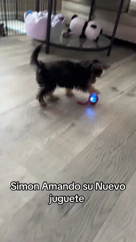 Ame el juguete de Simón 🐶❤️ #puppy #simonbb #happy #Home #parati #foryou #peruanaenusa❤️🇺🇸💕🇵🇪 