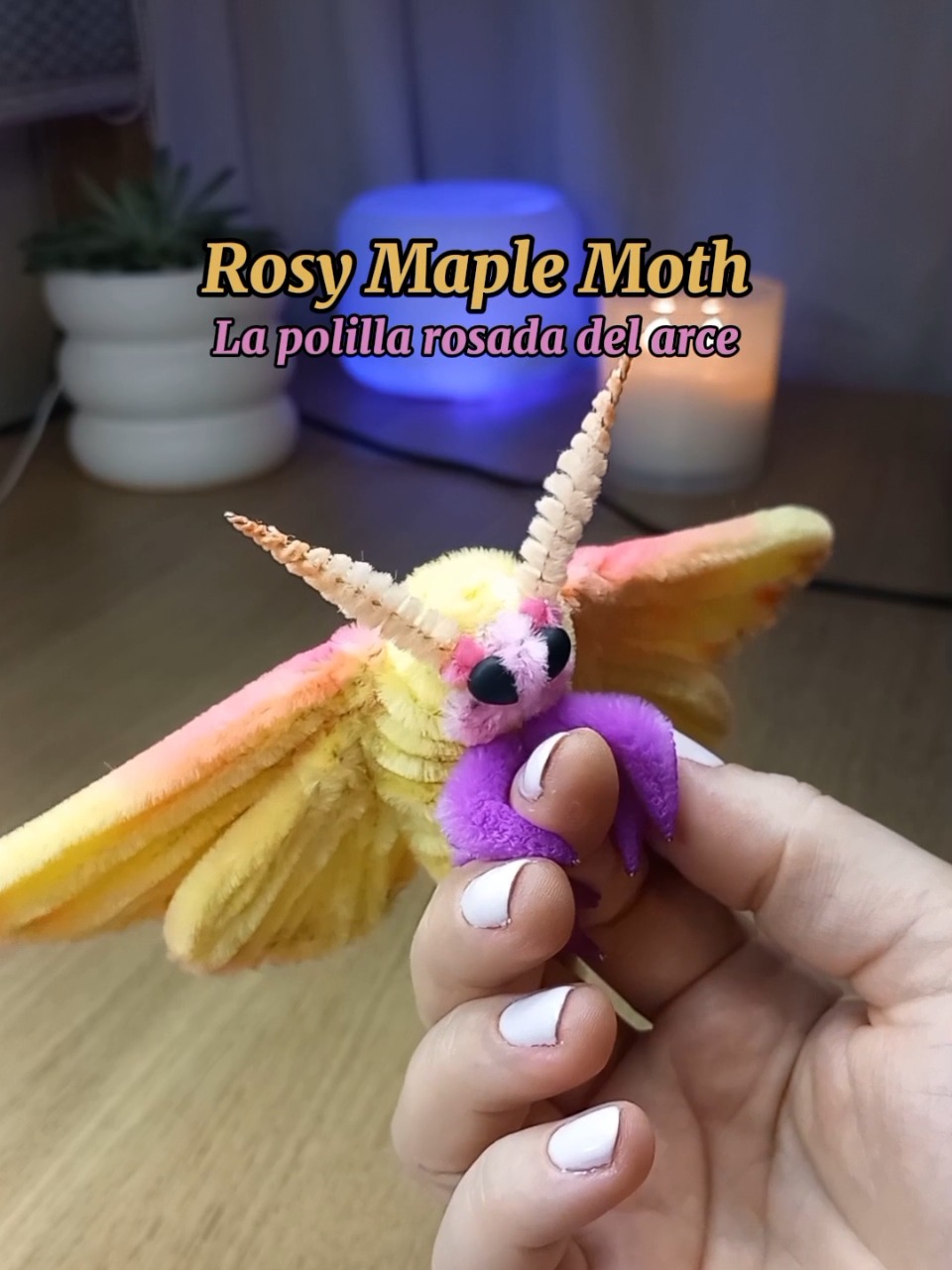 No tenía un plan...sólo vi una foto de esta polilla tan adorable: la 