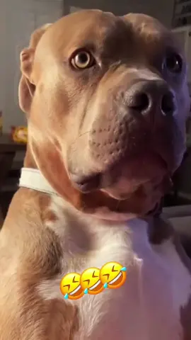 Mashup wait till the end 🤣🤣🤣 #voiceover #PetsOfTikTok #dogsoftiktok #catsoftiktok 