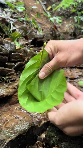 Cómo hacer un vaso con una hoja. @fincaorganicatinamastes 