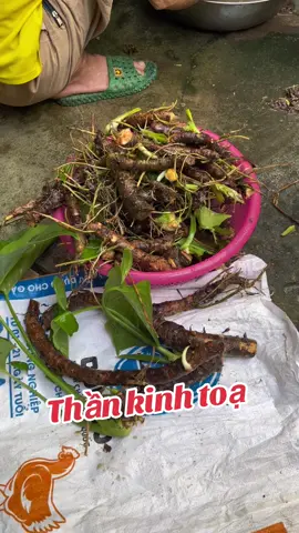 #thankinhtoa #thoatvidiadem #tebichantay 