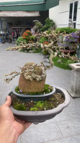 #xuhuong #linhsam #bonsai 