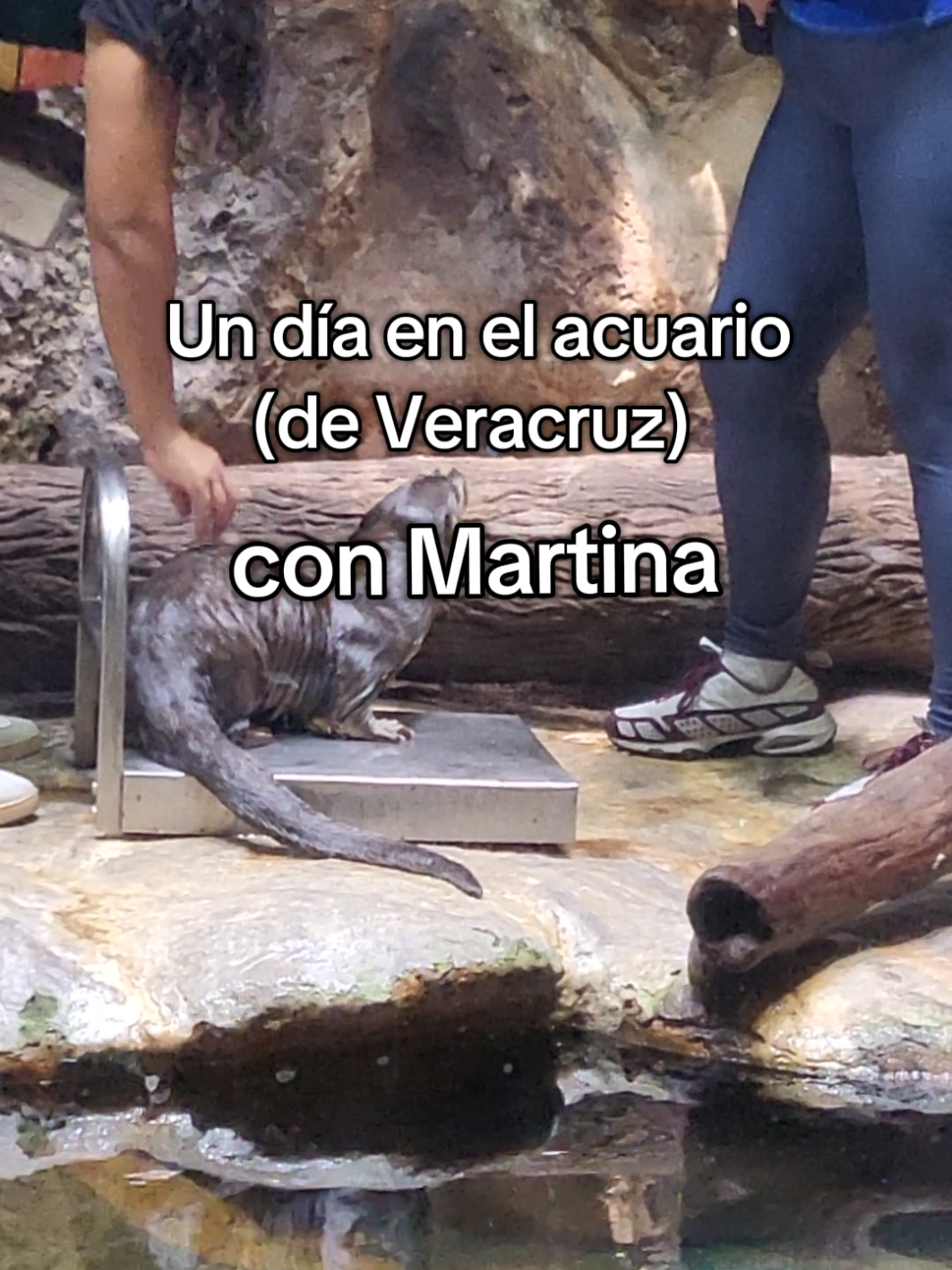 Un día en el acuario de Veracruz conmigo #fyp #paratii #acuario #veracruz 