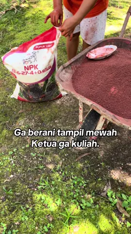 #petanimuda #fyp #sawitontiktok #sawitkalimantan 