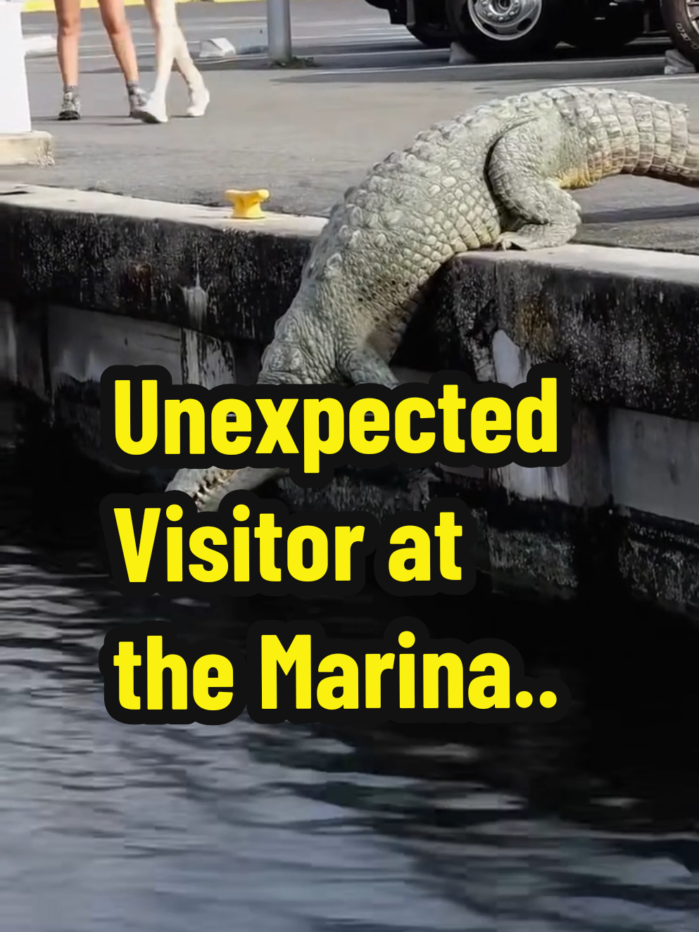 A large crocodile shocked everyone as it slowly crawled along the edge of the marina, just steps away from unsuspecting tourists. While no one was harmed, this moment is a powerful reminder that wild animals—especially crocodiles, can appear in unexpected places. ⚠️ This video is not meant to scare anyone, but to raise awareness. Always stay alert around natural water bodies. Safety first, always! CrocodileWarning #StaySafeOutdoors #WildlifeAwareness #UnexpectedNature #DockSurprise #CrocAtTheMarina