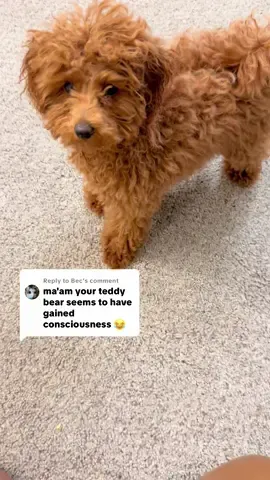 Replying to @Bec She’s definitely a real life teddy bear 🧸💖   #TeddyBearPuppy #FluffyPuppy #TooCuteToBeReal