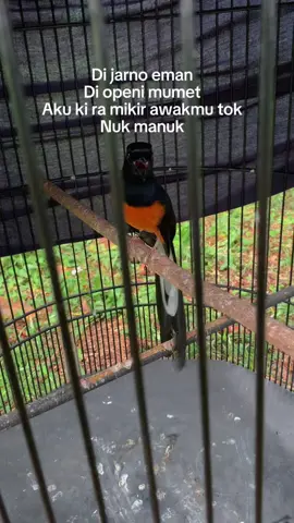 Mbok ngerteni nuk nuk.#muraibatu#muraibatuindonesia#muraimedan#muraigantangan#muraipastol#muraidewasa#muraimateri#fyp