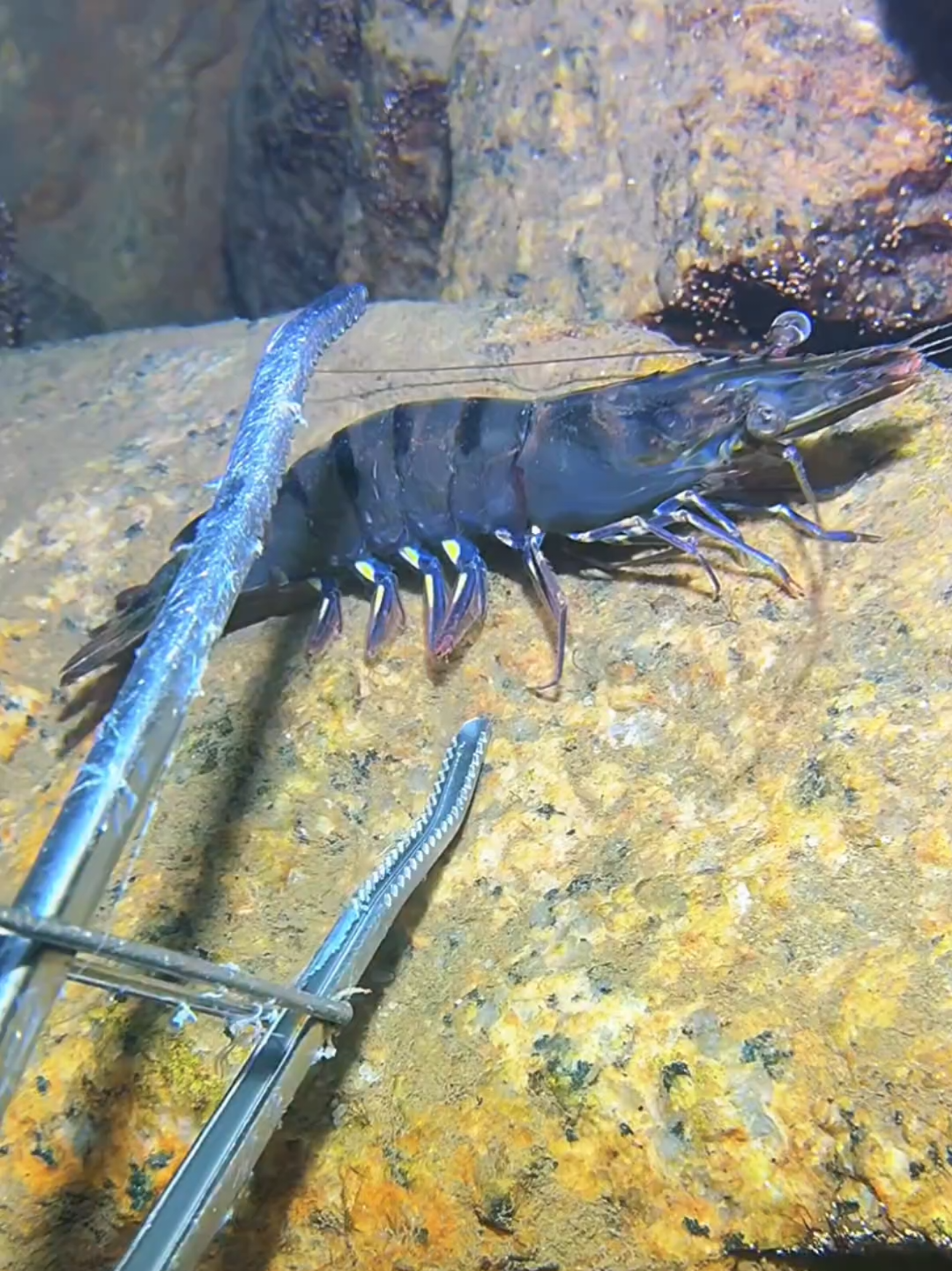 #diving #crab #catchthesea #seaside #seafood #fish #eel #lobster #seangsolofishing 
