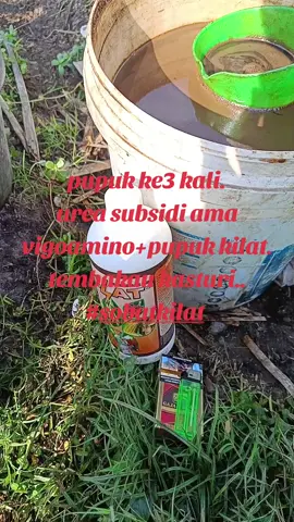 tembakau kasturi#tembakau #petanimuda #jember #sorotan #sobatkilat #fyppppppppppppppppppppppp 