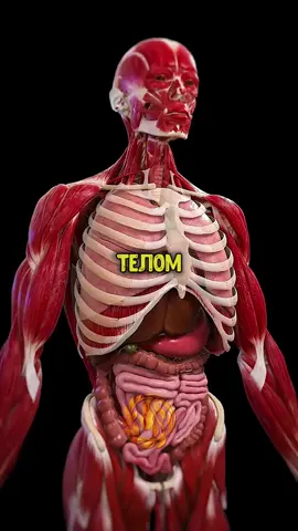 Что случится с твоим телом, если не есть 24 часа Шокирующие изменения! #интересное #здоровье #голодовка #диета 