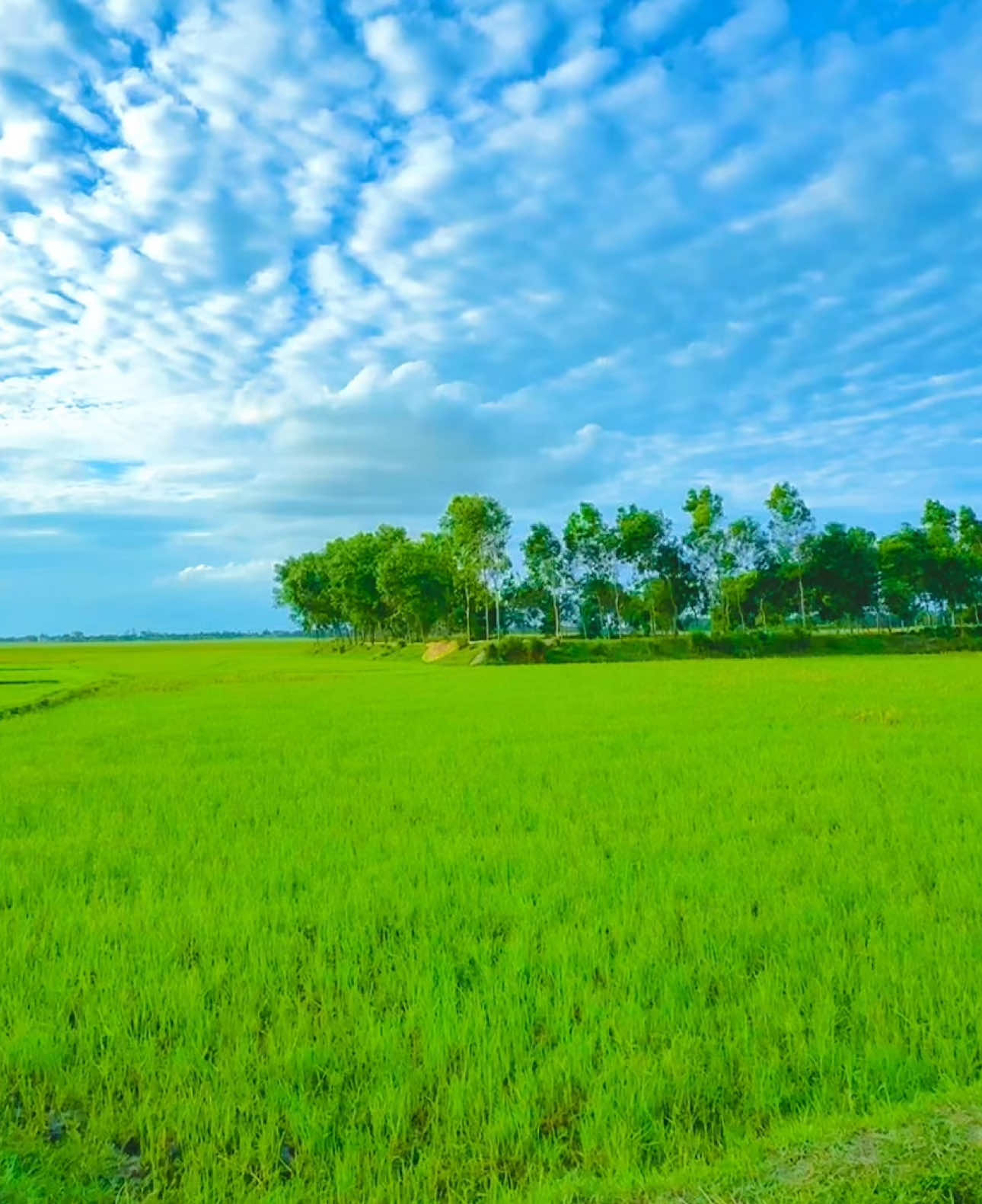 মন থেকে চাওয়া জিনিস গুলোই মন খারাপের কারণ হয়ে দাঁড়ায়#foryoupage #foryou #greenscreen #viral_video_tiktok #myanmartiktok #bdtiktokofficial🇧🇩 