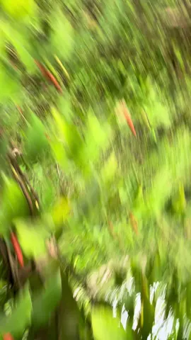 Cinematic cabe puyang siap petik #bibitcabe #cabepuyang #cabepuyangjember #budidayacabepuyang #cabejamu #cabejawa #cabemadura #cabehibrida #cabelokal #cabe #petanicabai #petaniindonesia🇮🇩🇮🇩🇮🇩🌿🌿 #petanimilenial #petanimuda #pengikut #sorotan #jangkauanluas #lewatberanda #terbacaalgoritmatiktok #affiliatemarketing #moots? #mutuals #fyp #abcxyz #xyzbca #semuaorang #soundviral 