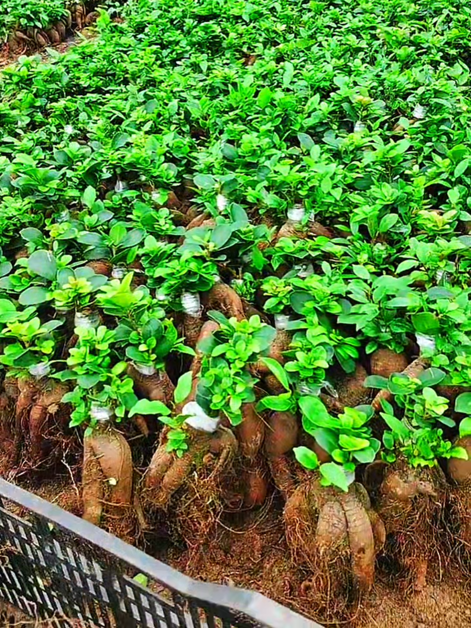 Ficus ginseng farm #Tatcha #garden #plantmom #propagation #plant #plantparenrchallenge #houseplants #urbanjungle #bonsai #plantcare #plantsoftiktok #plantsoftiktok #environment #Protecting #zhizhiagricultural #PlantTok #greenliving 
