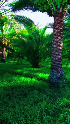 #بساتين_واسط_العزيزيه #تصويري_احترافي_الاجواء👌🏻🕊😴 #fyppppppppppppppppppppppp #شعب_الصيني_ماله_حل😂😂 #اكسبلورexplore❥🕊 